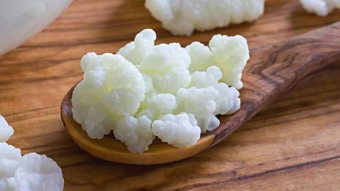 Can Kefir grains be eaten?