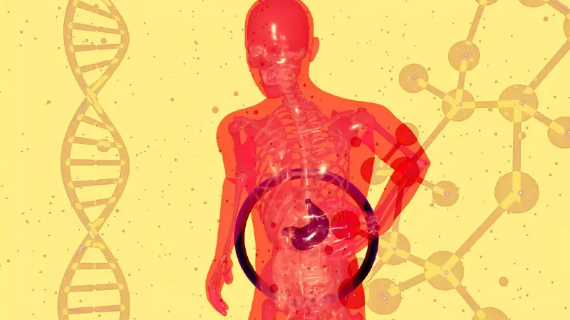 Are probiotics destroyed by gastric acid? - Kefir World - Are Probiotics Destroyed By Stomach Acid